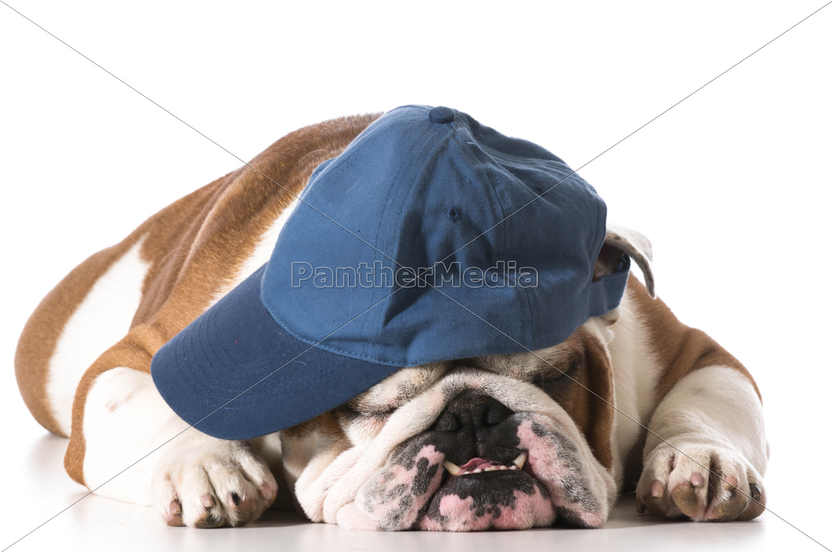 dog wearing baseball cap