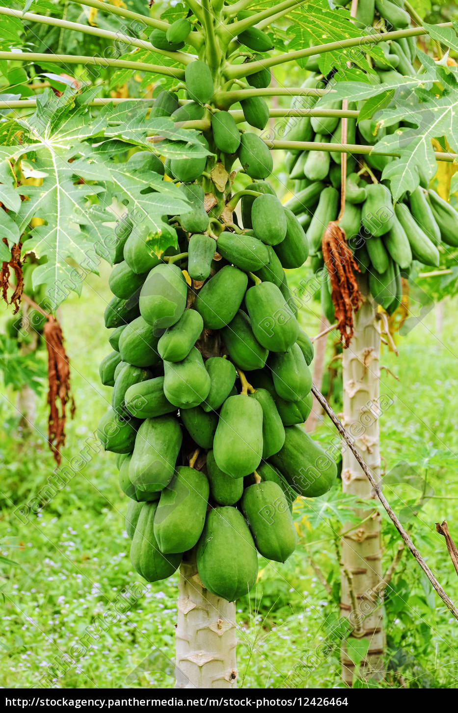 Papaya Tree Royalty Free Photo 12426464 Panthermedia Stock Agency