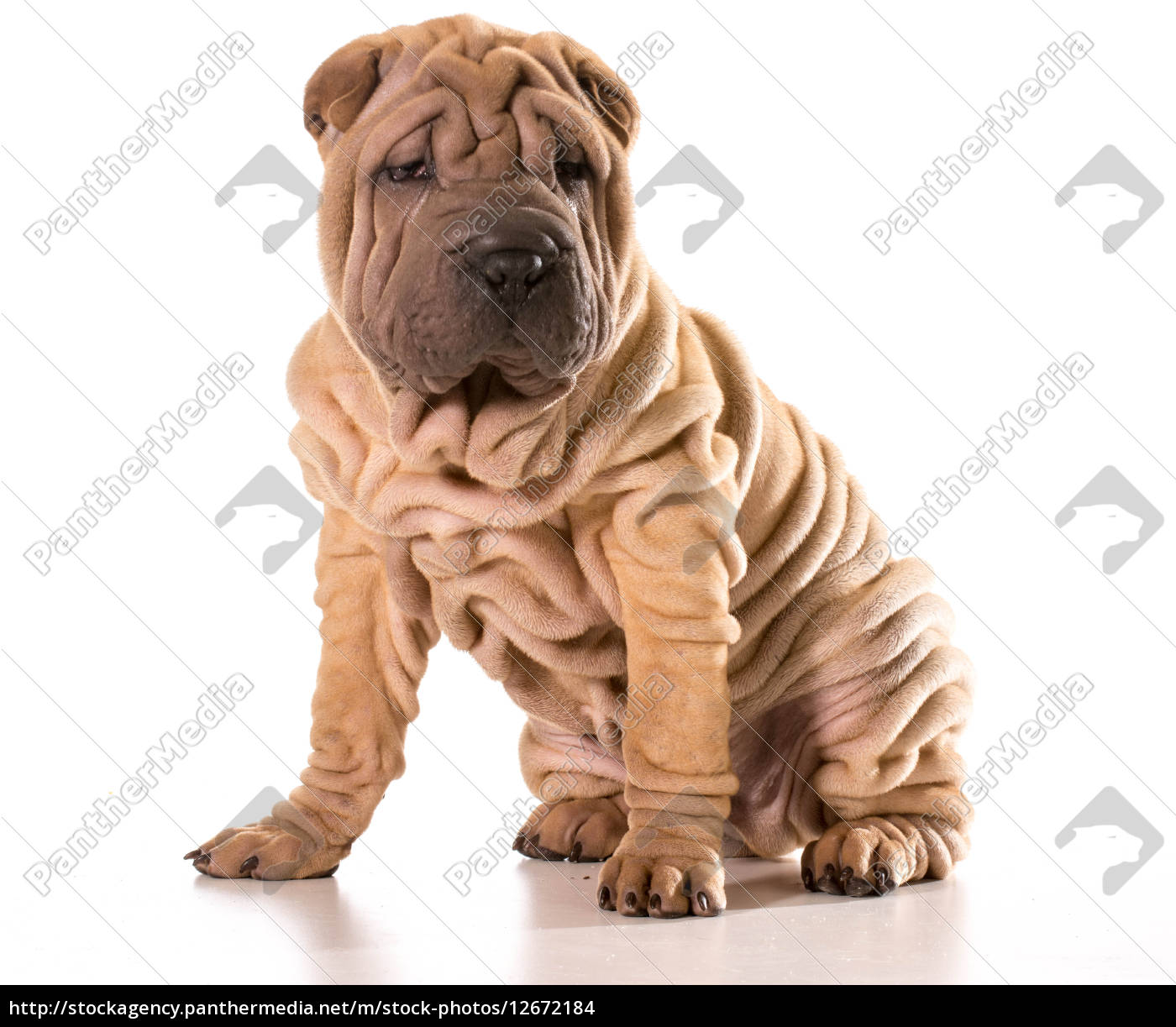 pictures of chinese shar peis