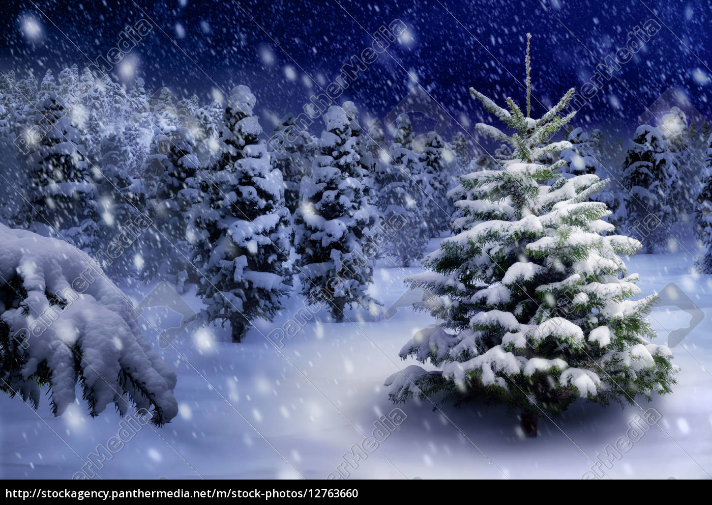 Fir tree in snowy night Royalty free photo 12763660 PantherMedia