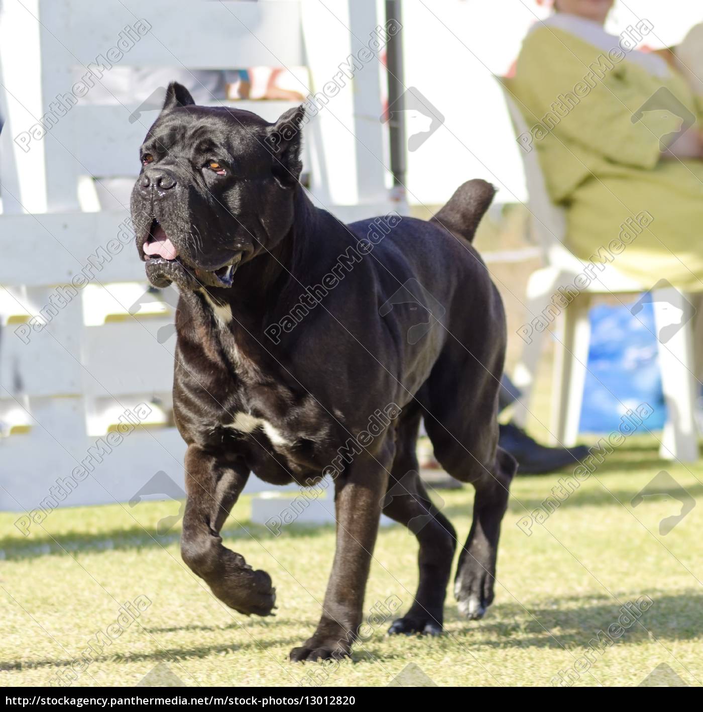 cane corso black