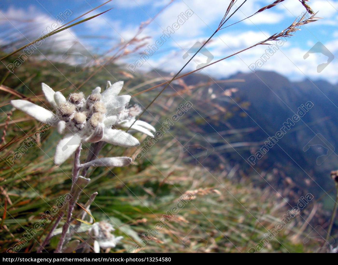 Edelweiss Edelweis Edelweiss Gebirge Alpen Berg Berge Royalty Free Photo 13254580 Panthermedia Stock Agency