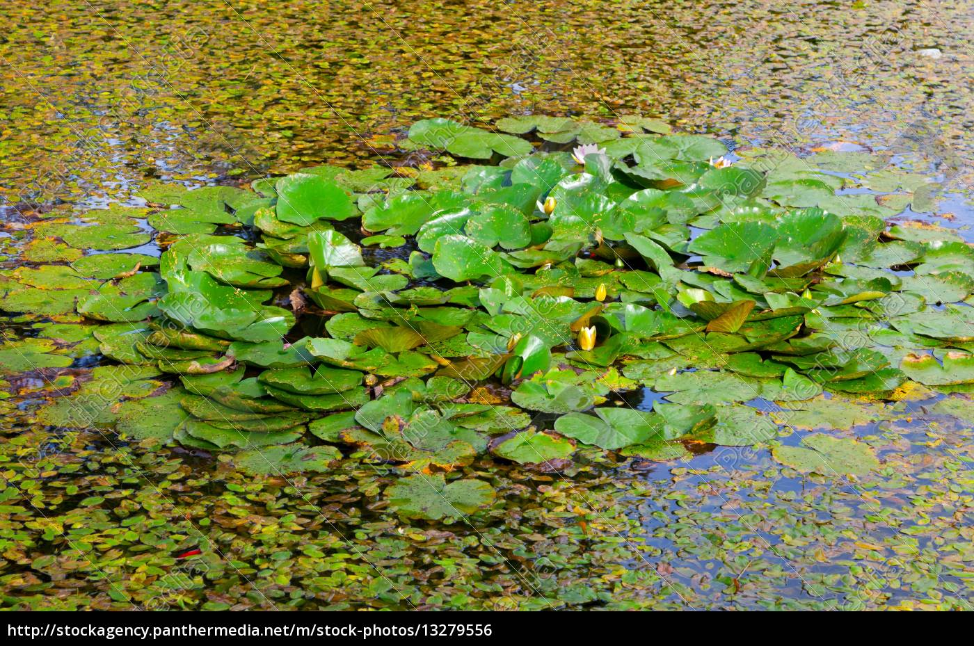 lake / pond with lotus lake / pond with lotus - Royalty free photo - #13279556 - PantherMedia Stock Agency