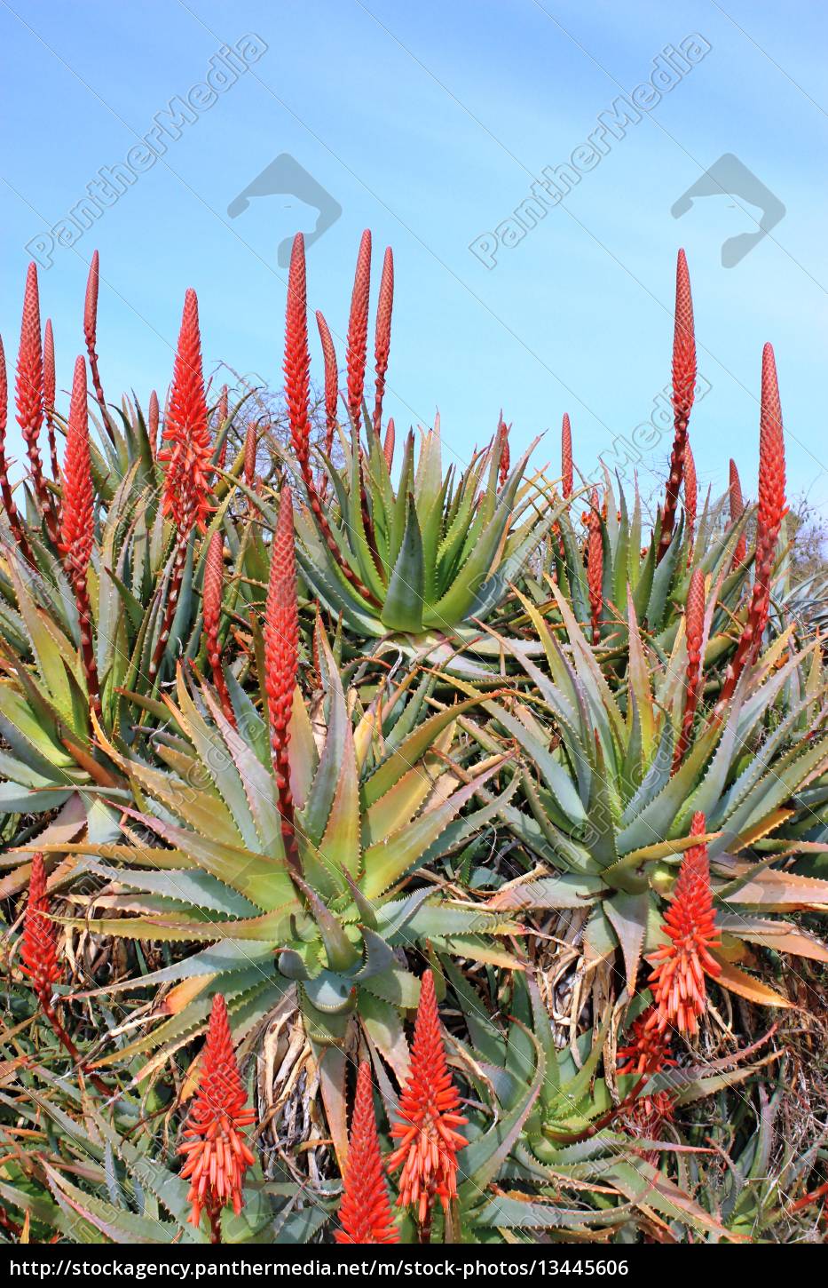 Flowering Aloe Vera Plants Stock Image 13445606 Panthermedia Stock Agency