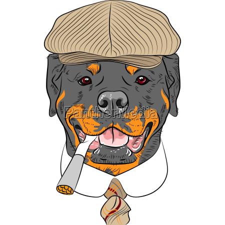 vector funny cartoon hipster dog Rottweiler - Royalty free image #13475370  | PantherMedia Stock Agency