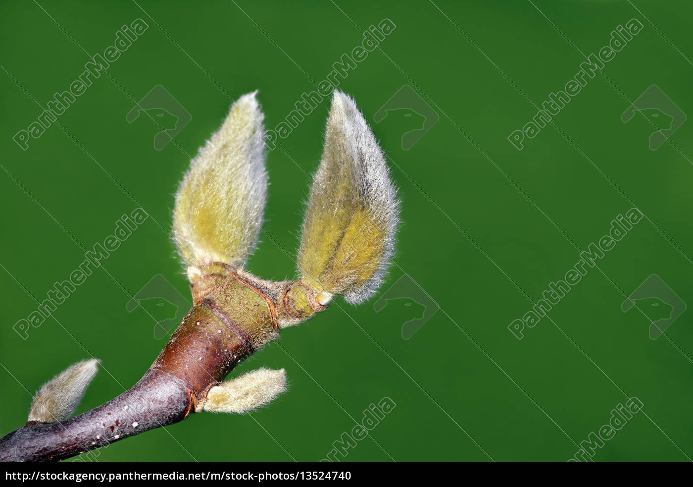 Flower buds vs. leaf buds