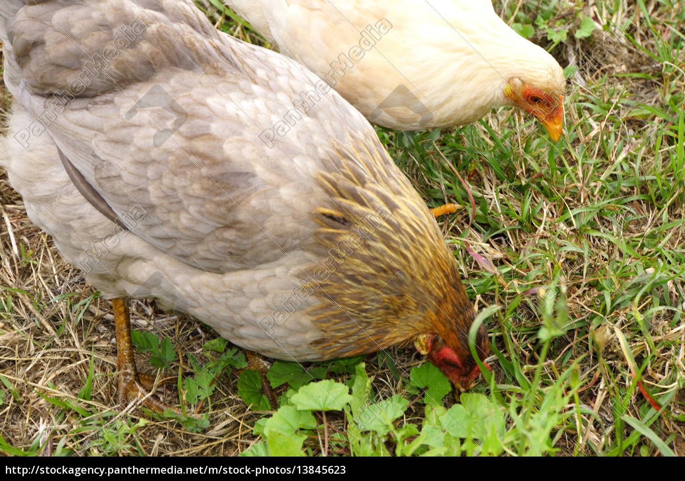 free-running chickens - Stock Photo #13845623 | PantherMedia Stock Agency