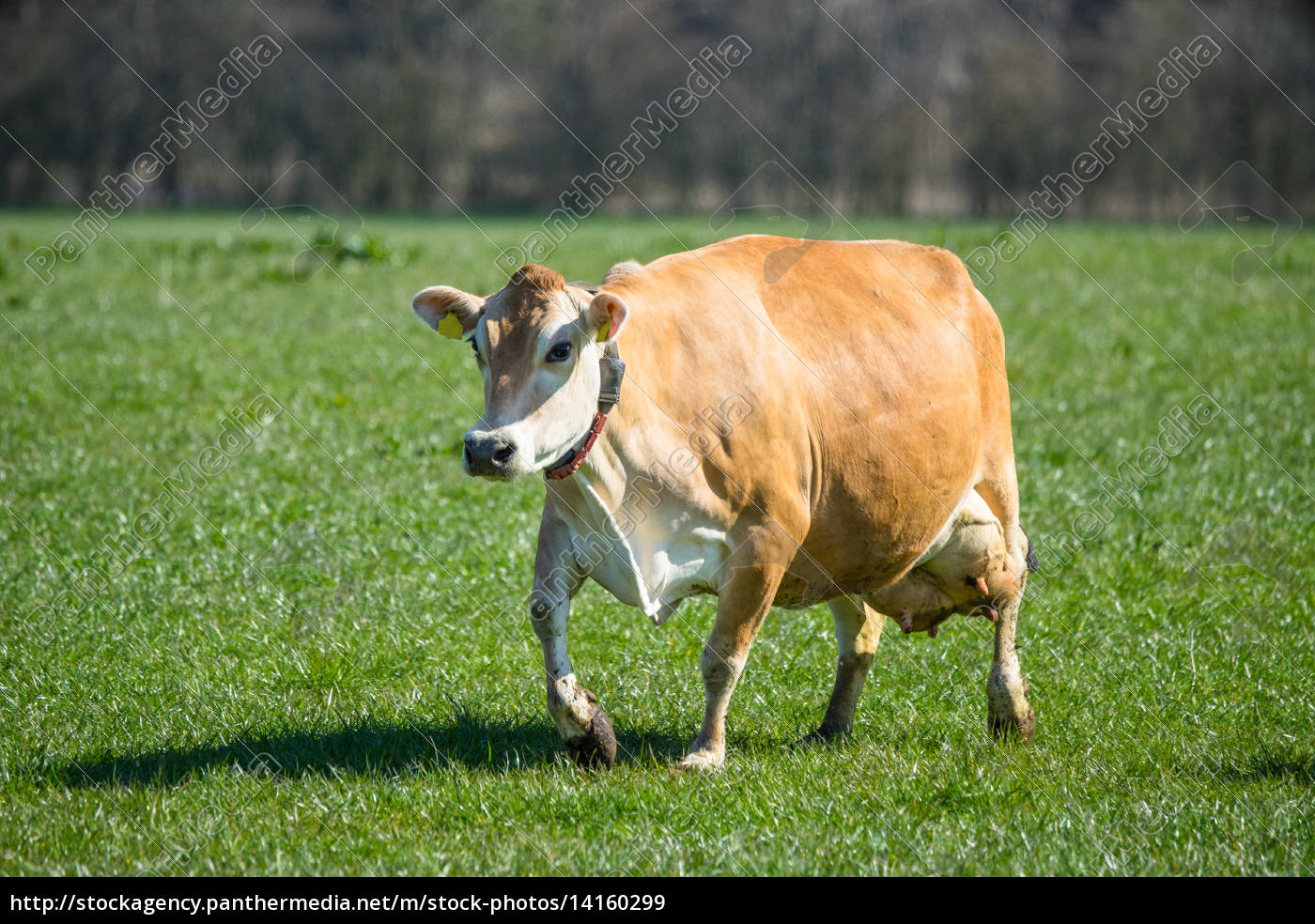 Jersey cow on grass - Stock Photo 