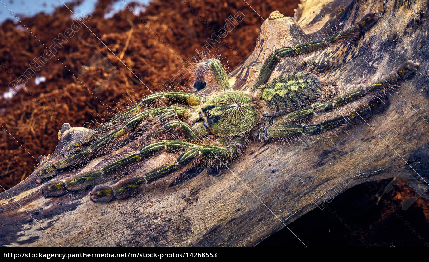 tarantula Poecilotheria rufilata - Stock Photo #14268553 | PantherMedia ...