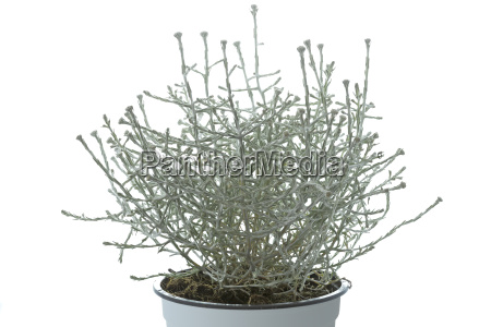 Calocephalus brownii barbed wire plant Royalty free image