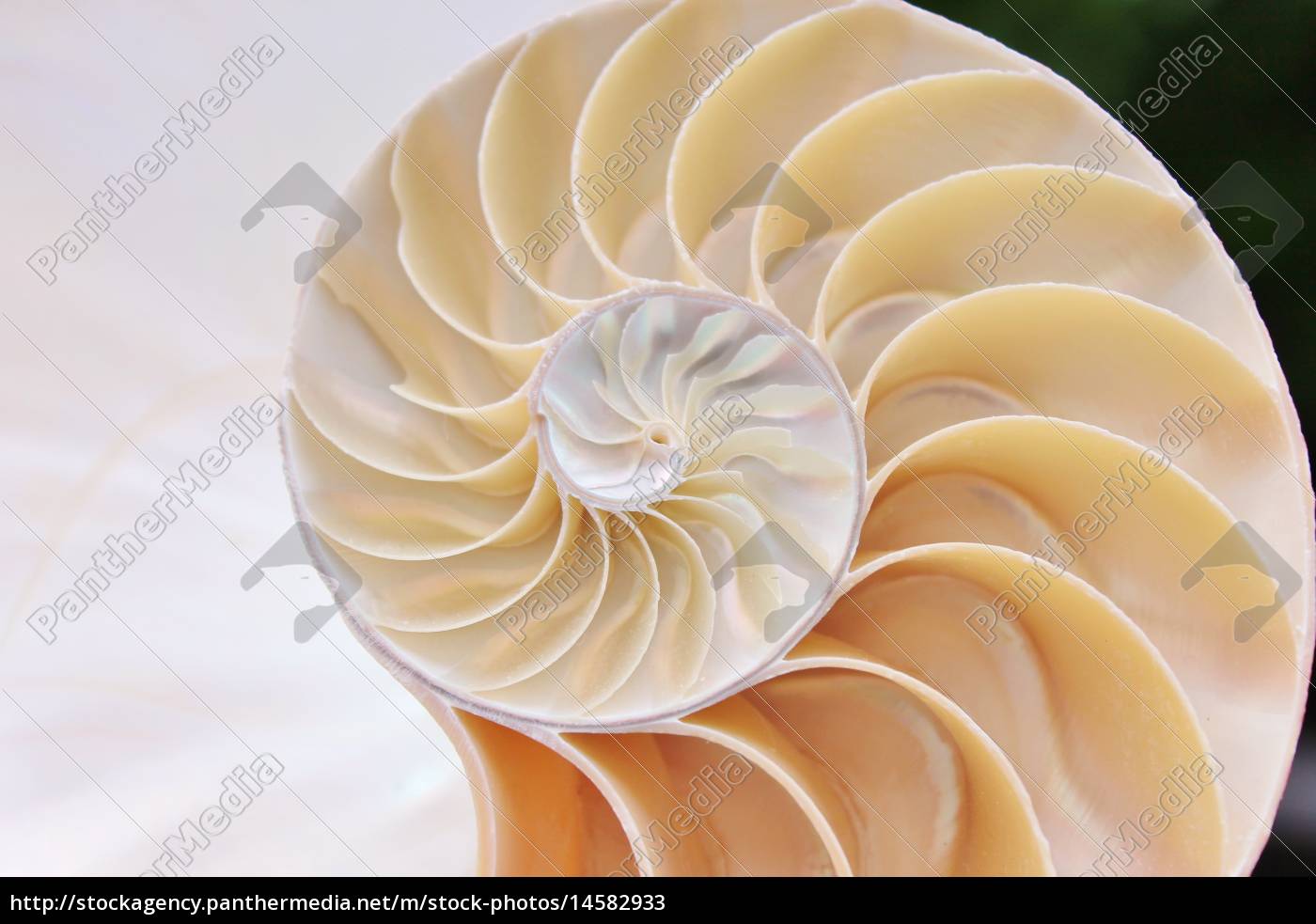 Nautilus Shell Cross Section Swirl Symmetry Stock Photo Panthermedia Stock Agency