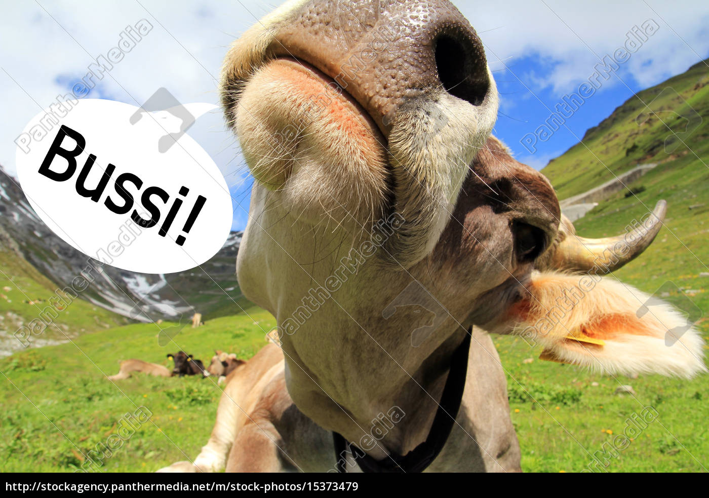 Gives Me A Bussi Gives Me A Kiss A Cow With Speech Royalty Free Image Panthermedia Stock Agency
