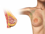 Woman breast cutaway diagram. - Stock Photo #15523517