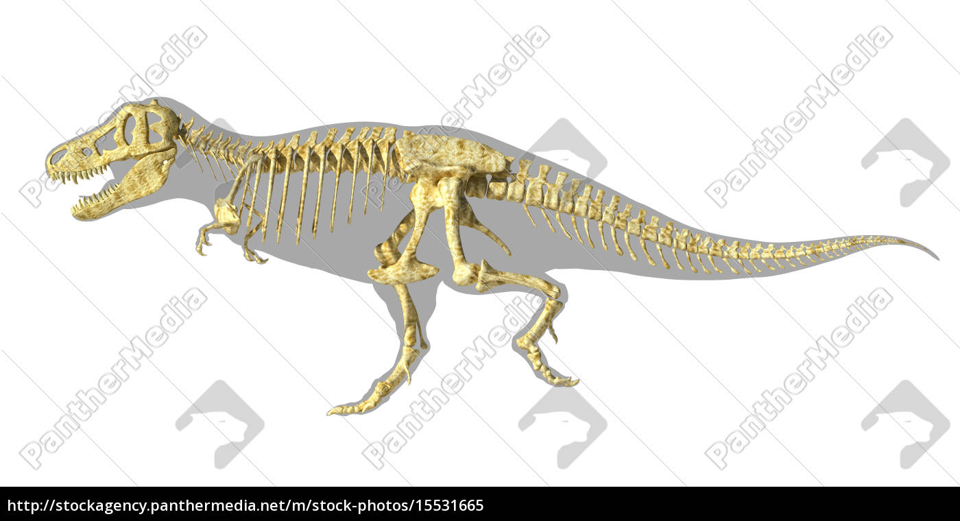 t rex dinosaur photo realistic full skeleton side stock photo 15531665 panthermedia stock agency stock photo 15531665 t rex dinosaur photo realistic