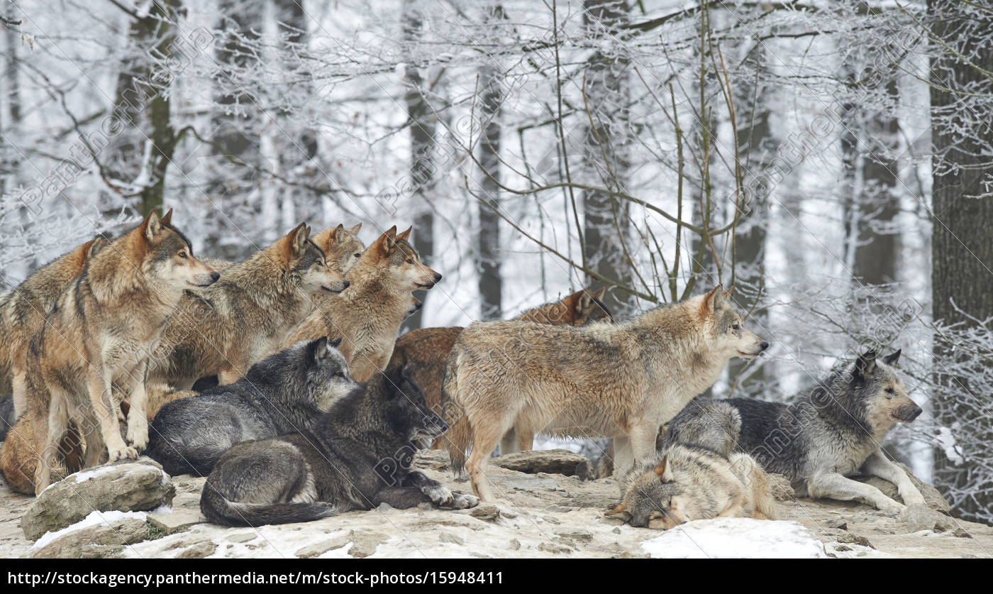 Wolf pack in winter - Royalty free image - #15948411 | PantherMedia ...