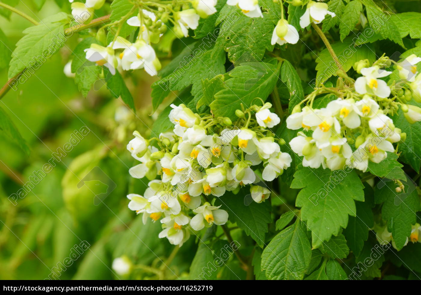 Balloon Vine Cardiac Cardiospermum Halicacabum Royalty Free Image Panthermedia Stock Agency