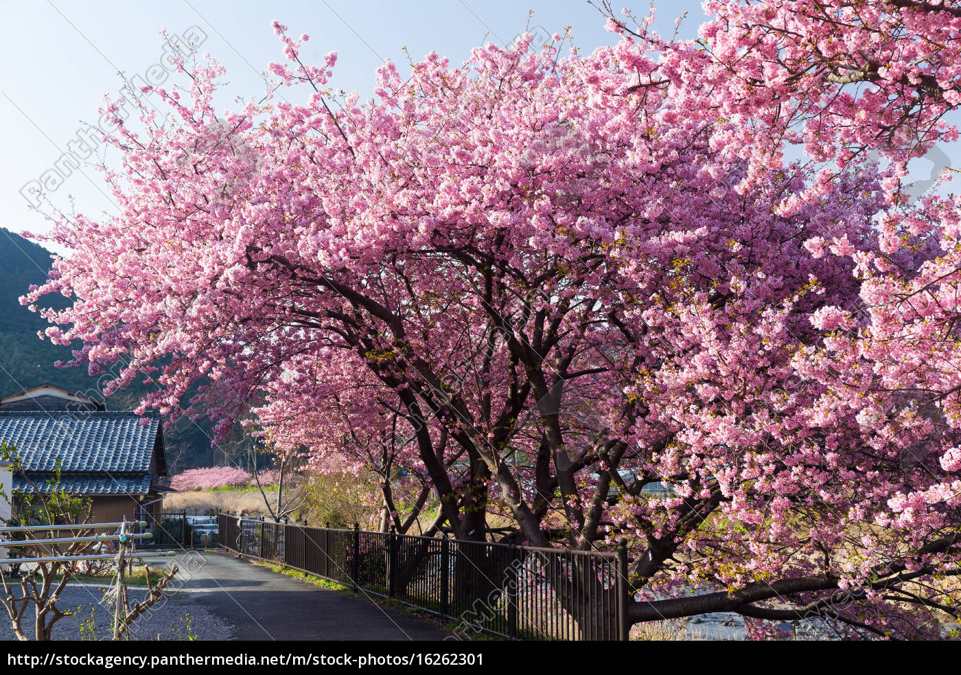 Beautiful sakura tree  Royalty free image 16262301 