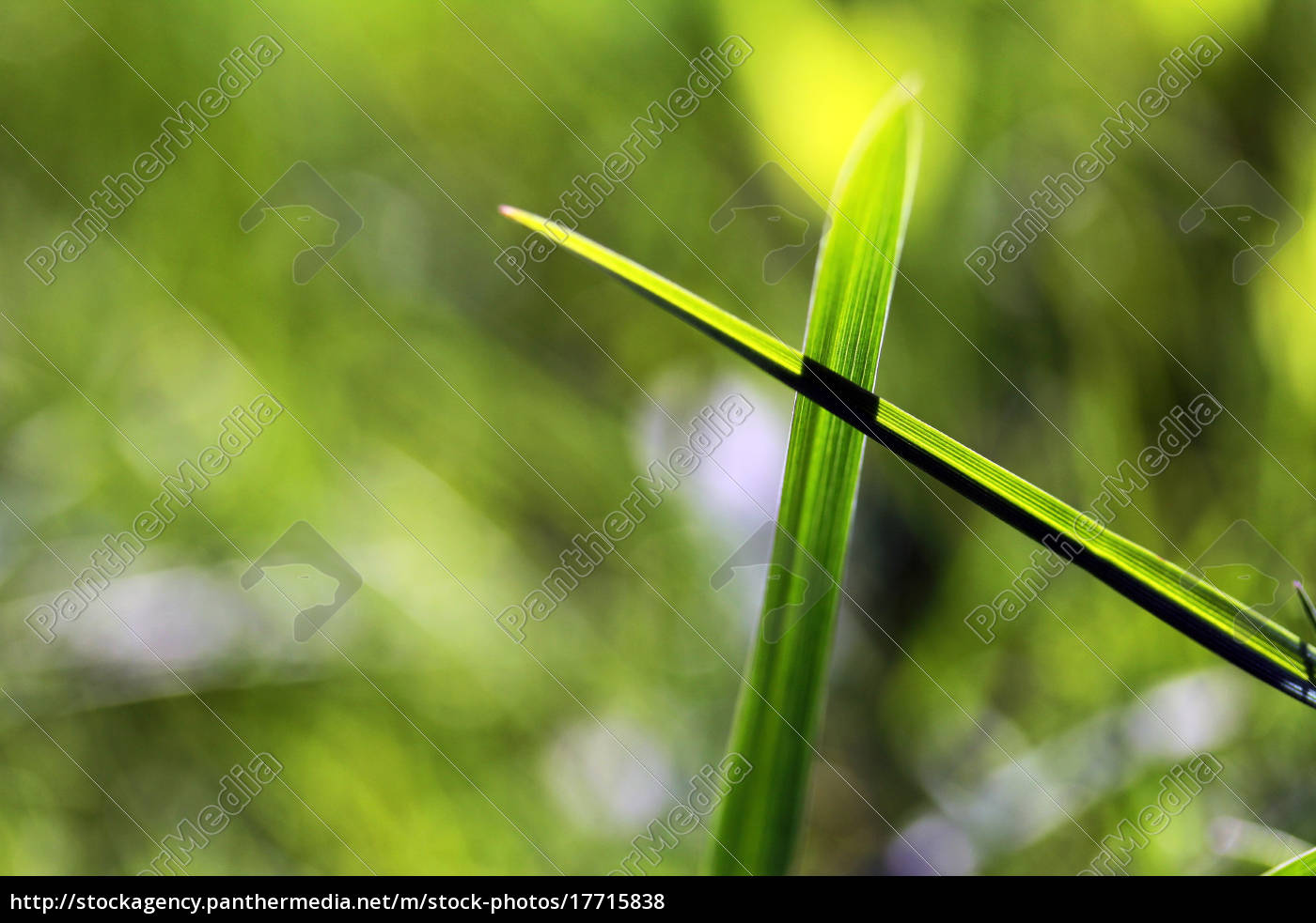 Cuted Blades Of Grass Blades Of Grass Intersect Stock Image Panthermedia Stock Agency