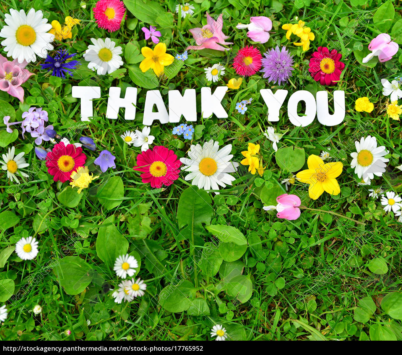 5 007 Thank You Flowers Photos Free Royalty Free Stock Photos From Dreamstime