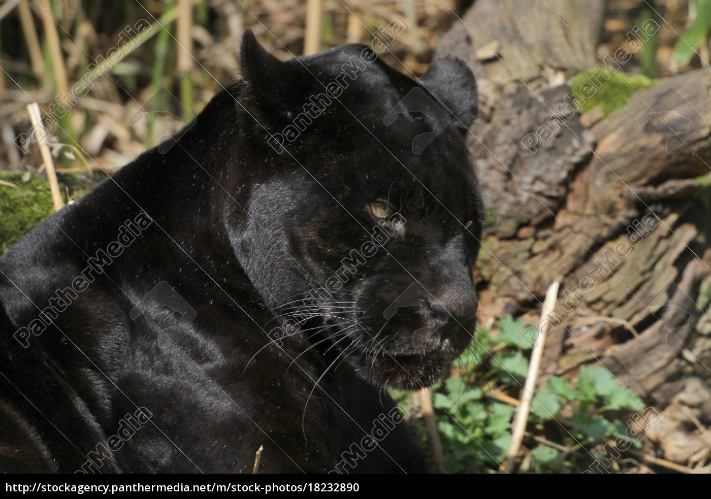 Black Jaguar Portrait Royalty Free Image 13 Panthermedia Stock Agency