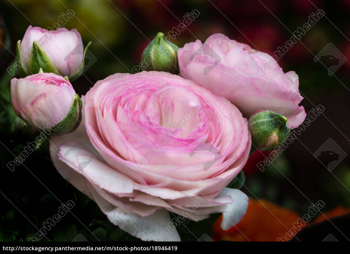 Ranunculus Flowers And Buds Royalty Free Image 18946419 Panthermedia Stock Agency