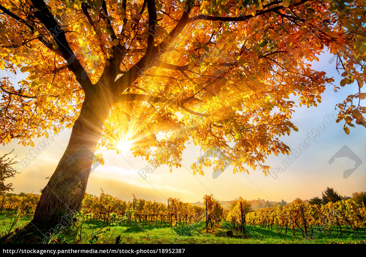 Beautiful Tree On Vineyard In The Fall With Sun And Stock Photo 18952387 Panthermedia Stock Agency