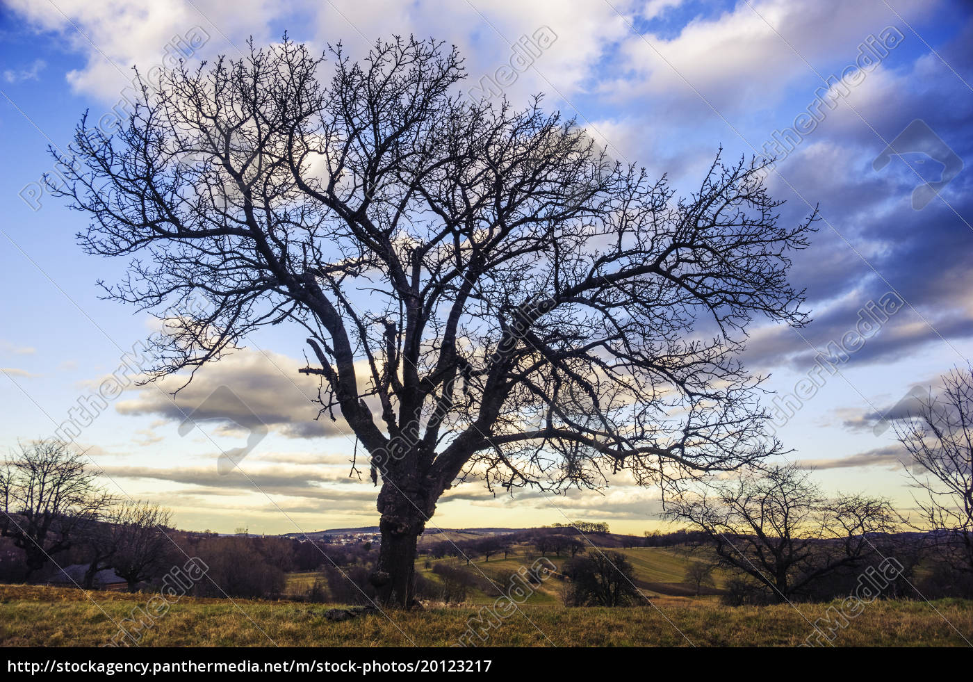 Cherry Tree With Sky In Winter Royalty Free Image Panthermedia Stock Agency