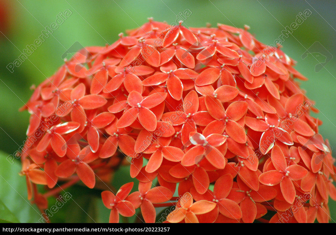 Ixora tree - Stock Photo #20223257 | PantherMedia Stock Agency