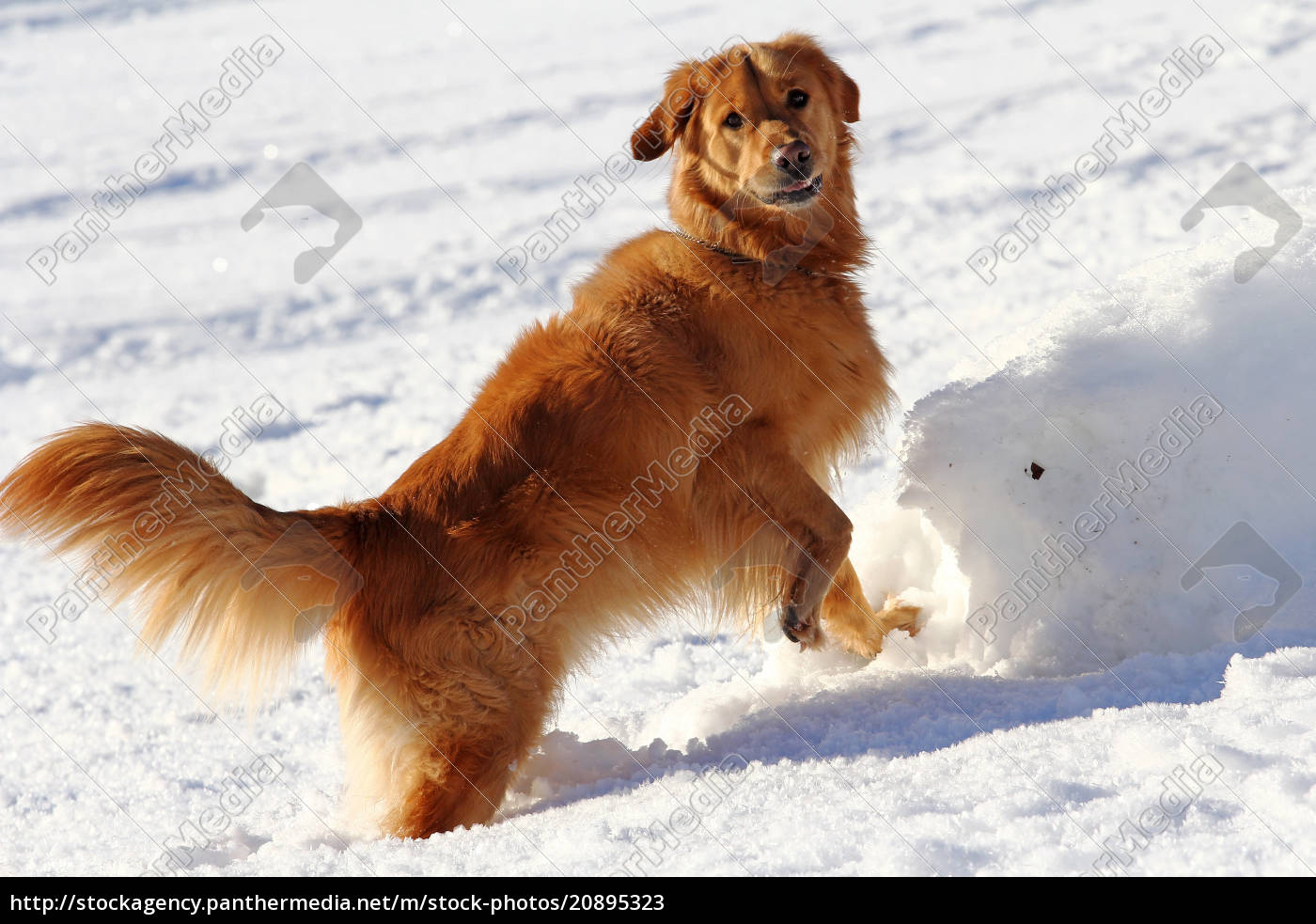 A Golden Retriever Is Playing In The Snow A Dog Has Stock Photo 5323 Panthermedia Stock Agency