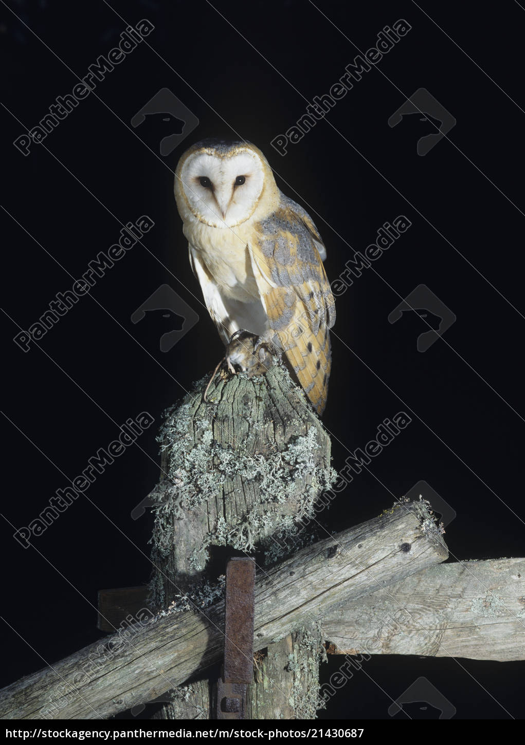 Barn Owl Perching On Fence Post Stock Photo 21430687