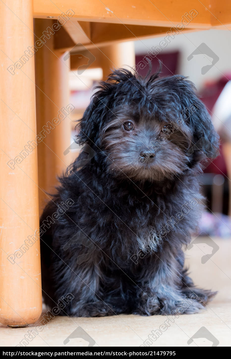 Kleiner Schwarzer Hund Stock Photo Panthermedia Stock Agency