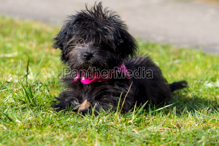 Kleiner Schwarzer Hund Stock Photo 21479825 Panthermedia Stock Agency