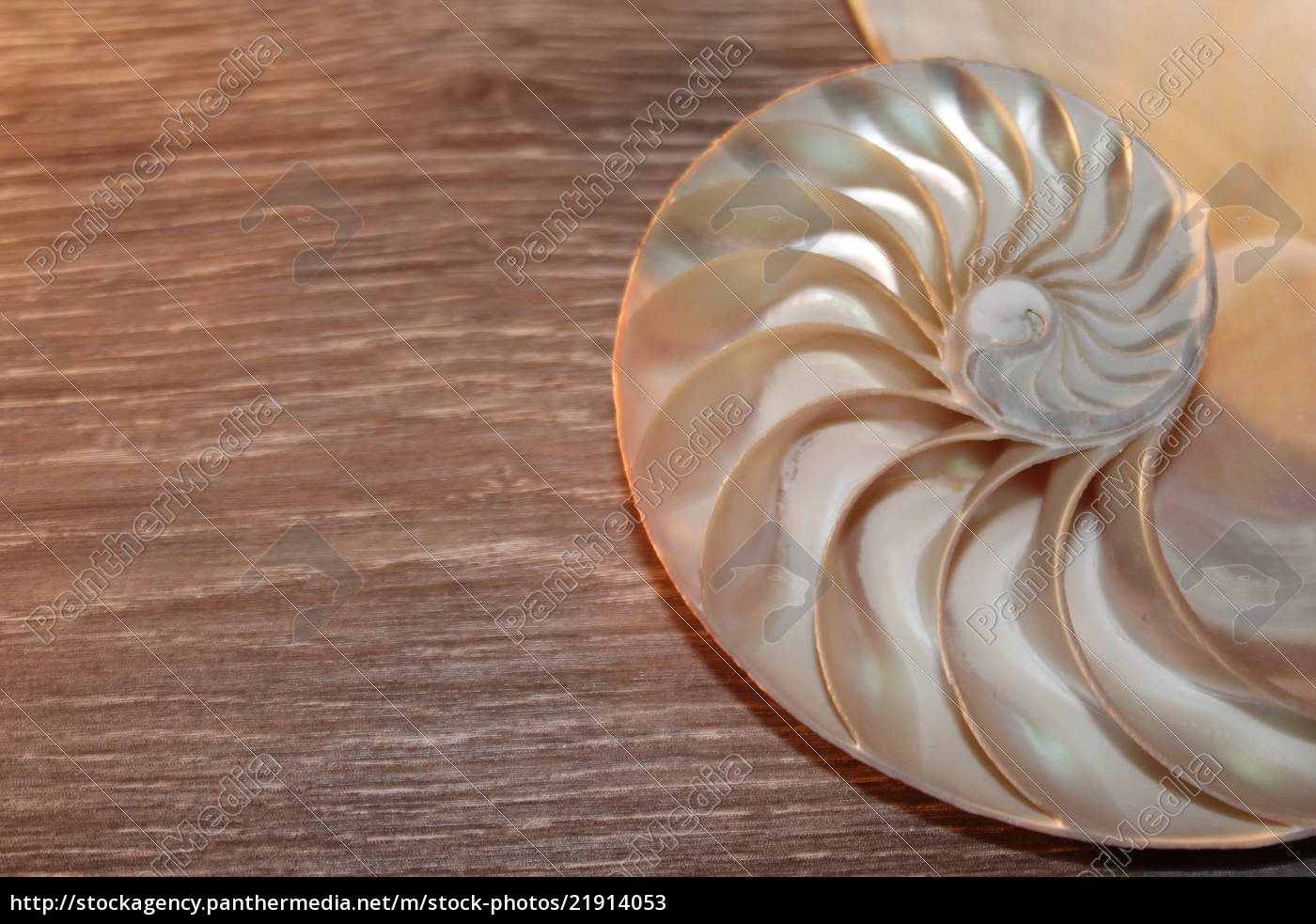 Nautilus Shell Symmetry Fibonacci Half Cross Section Stock Photo Panthermedia Stock Agency