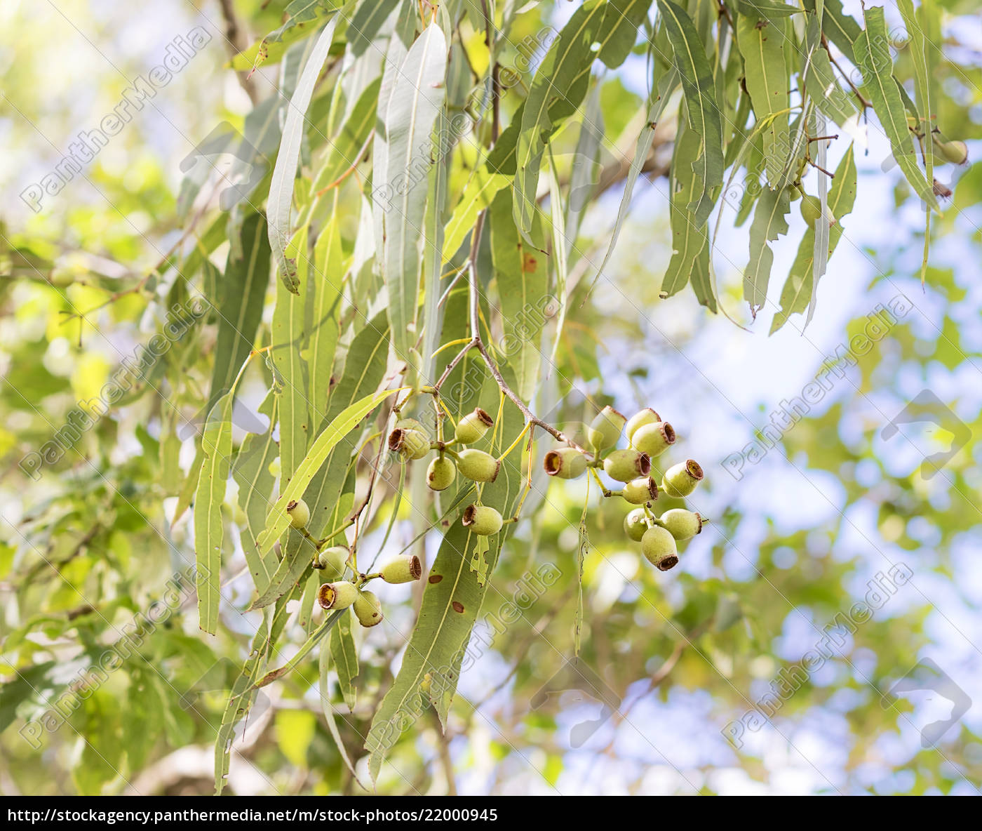 Australian Gum Tree Gumnuts Stock Photo Panthermedia Stock Agency