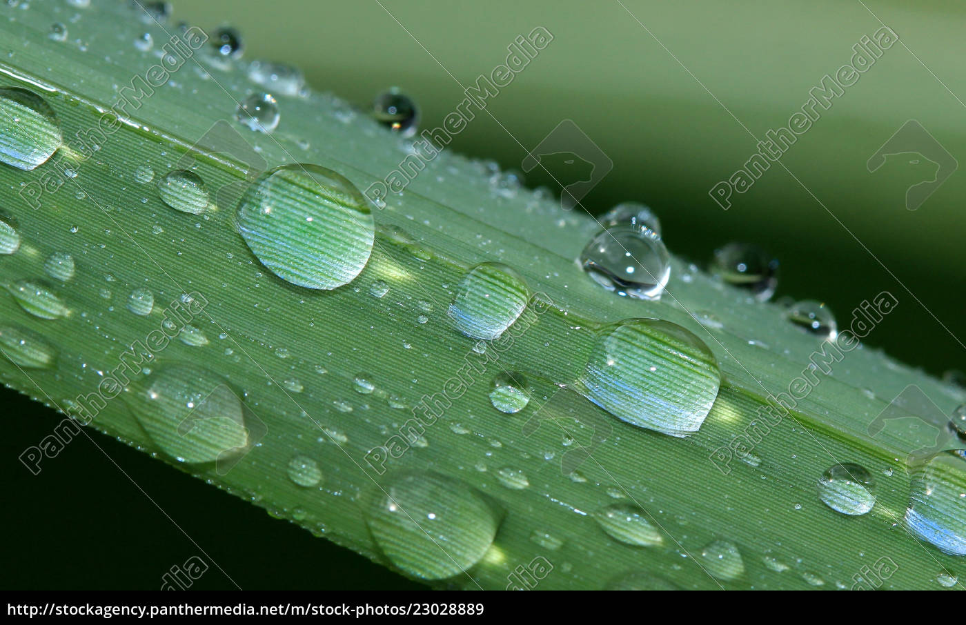 Regentropfen In Close Up On Bamboo Leaf Stock Photo 2302 Panthermedia Stock Agency