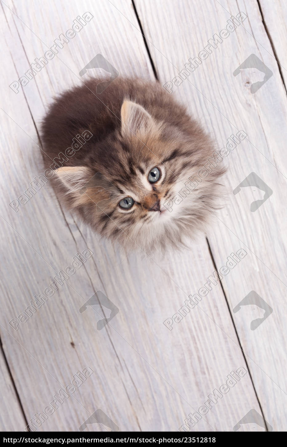 Young Fluffy Kitten Looking Up Royalty Free Image 23512818 Panthermedia Stock Agency