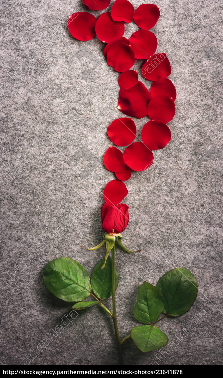 petals on a flower