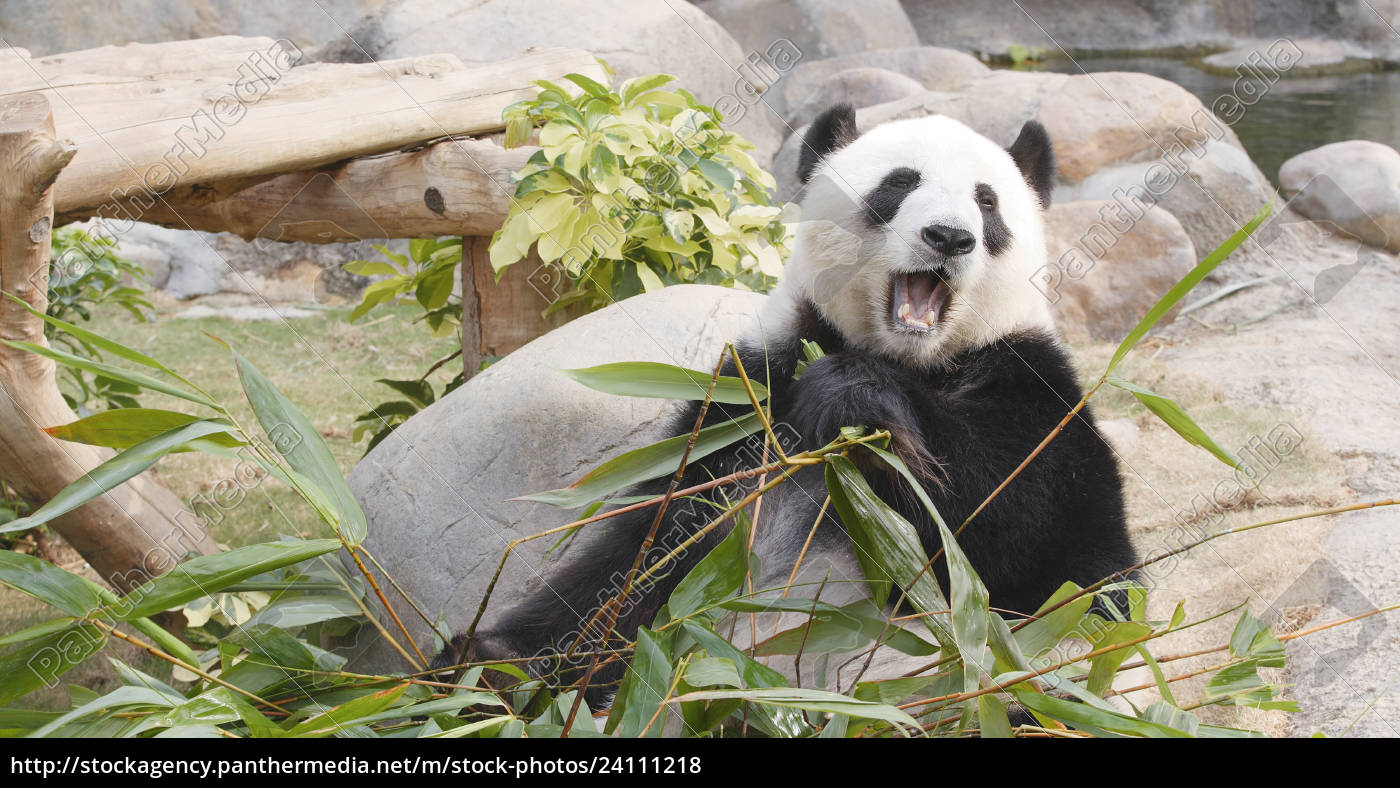 Panda Eating Bamboo Stock Image Panthermedia Stock Agency