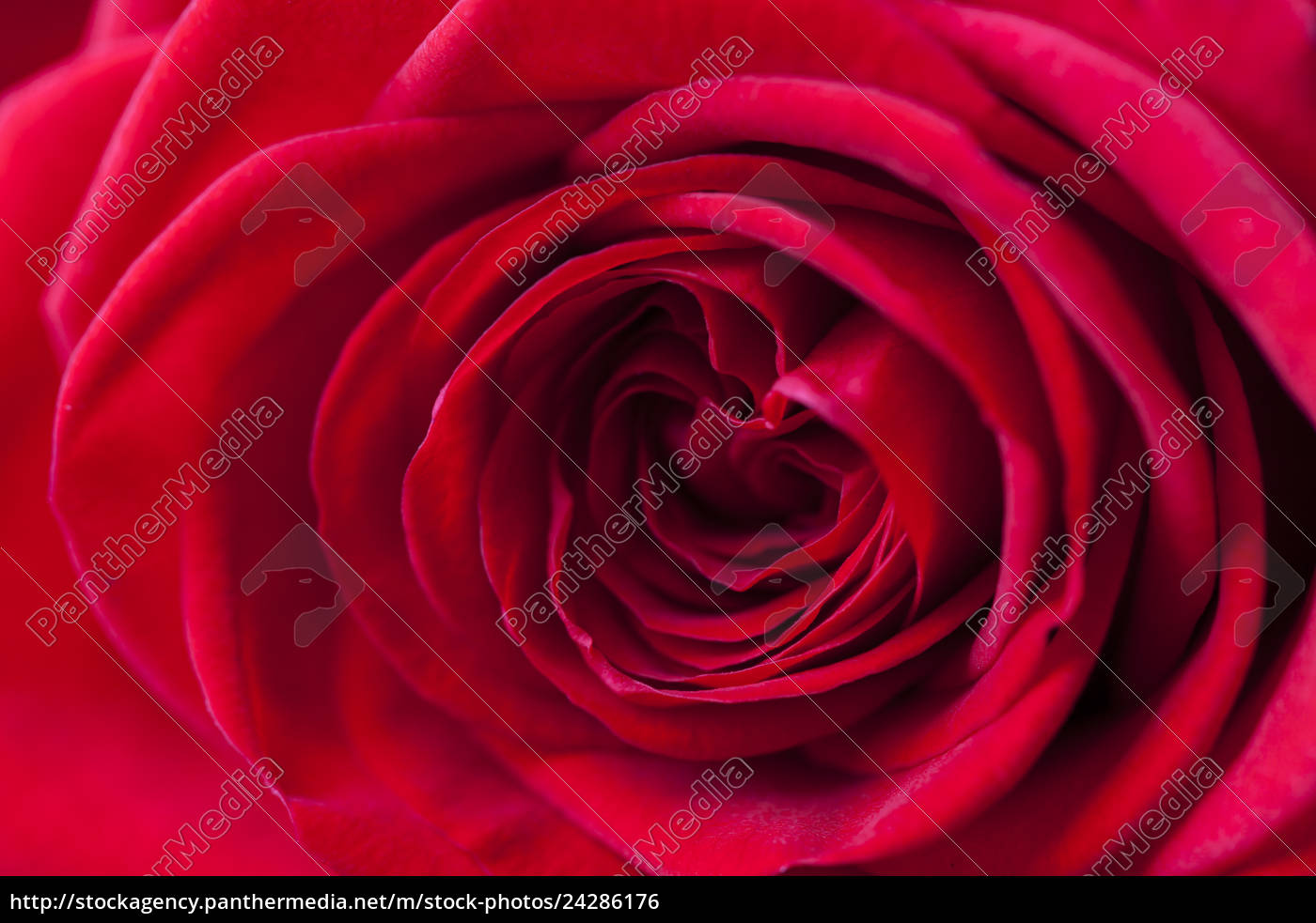 Close Up Of A Beautiful Red Rose Royalty Free Photo 24286176