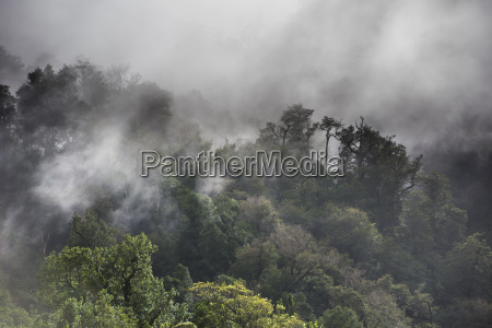 cold rainforest and fog - Stock image #25184930 | PantherMedia Stock Agency