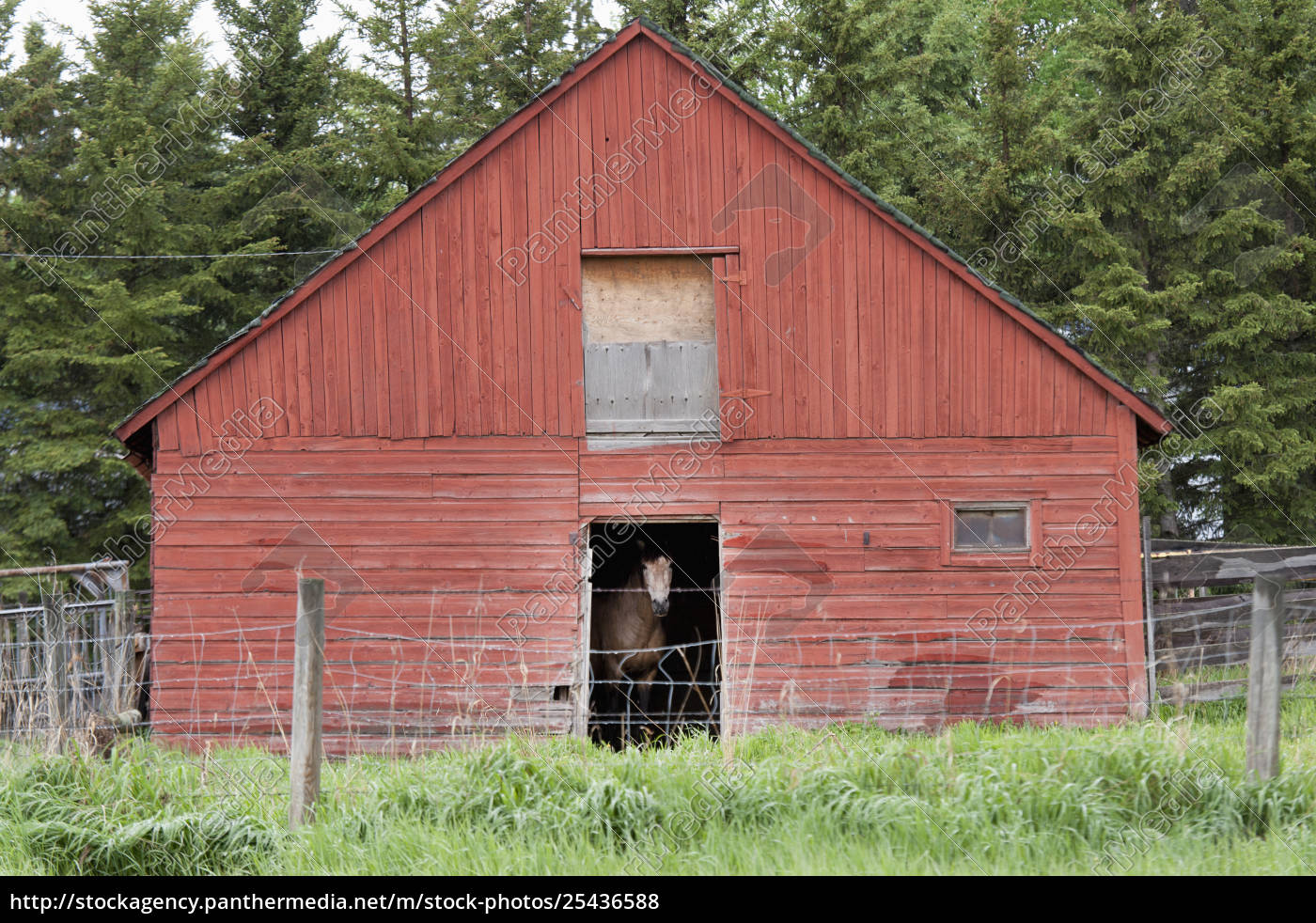 A Horse Stands Inside A Red Barn Alberta Canada Rights Managed