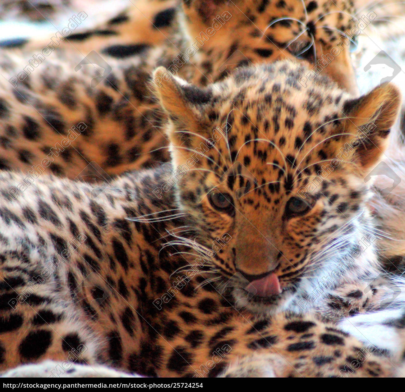 Leopard Baby In The Portrait Rights Managed Image Panthermedia Stock Agency