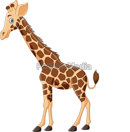 Cartoon giraffe isolated on white background - Royalty free photo #25728540  | PantherMedia Stock Agency