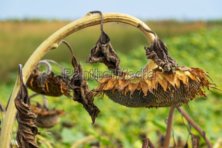 Sunflower dried up - Stock Photo #25765477 | PantherMedia Stock Agency