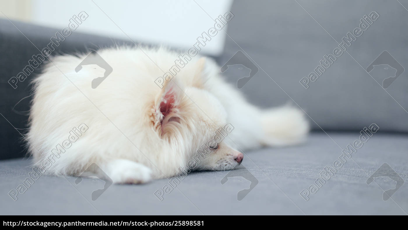 Pomeranian Dog Sleeping On Sofa Stock Photo Panthermedia Stock Agency