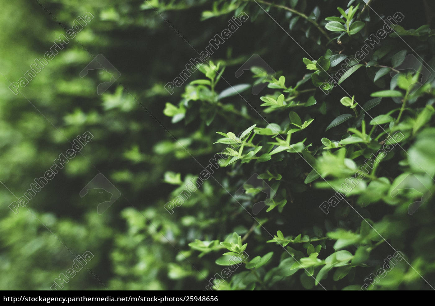 Green Leaves background. Green leaf pattern background - Royalty