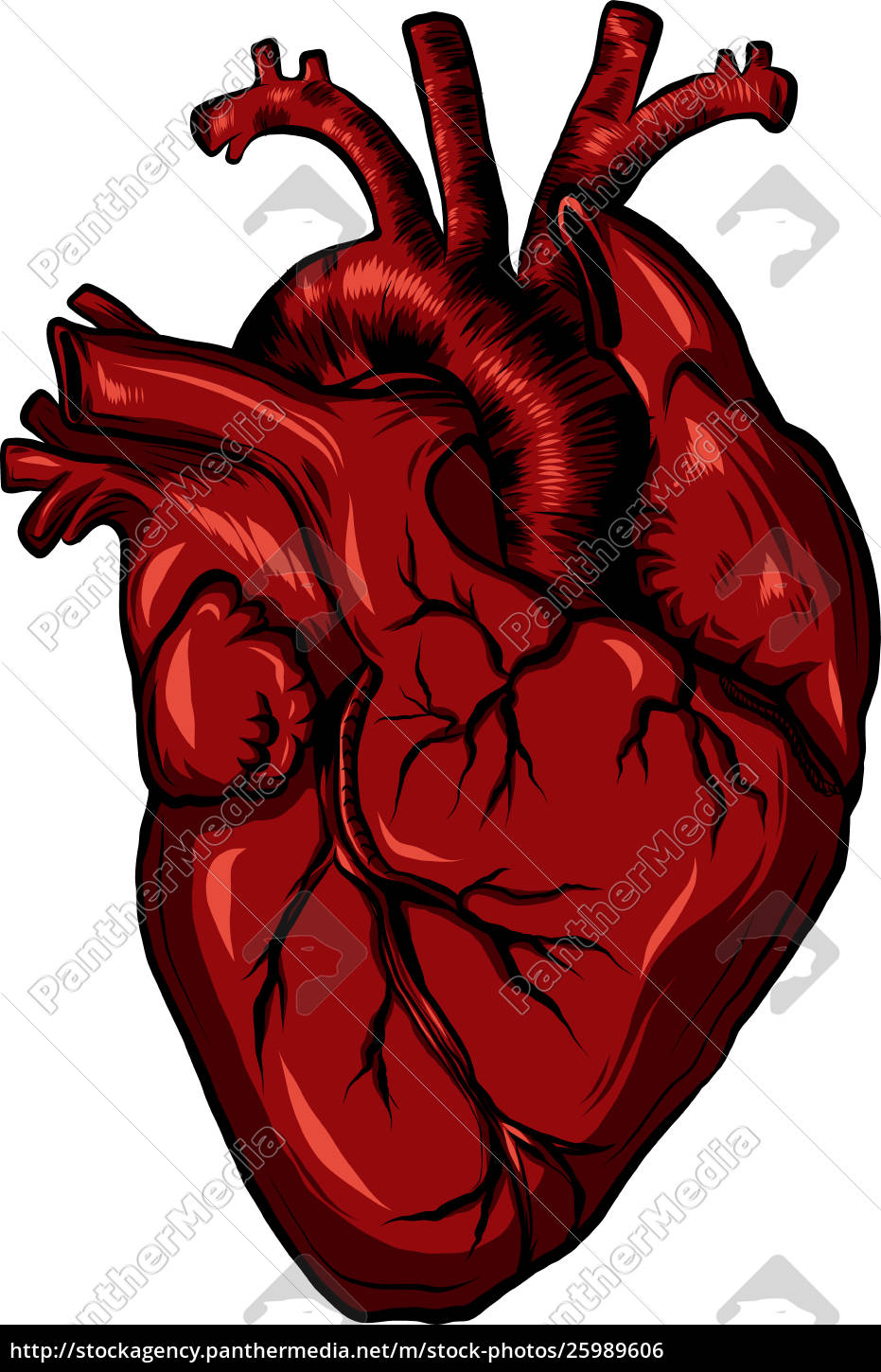 Free Free Anatomical Heart Svg Free 843 SVG PNG EPS DXF File