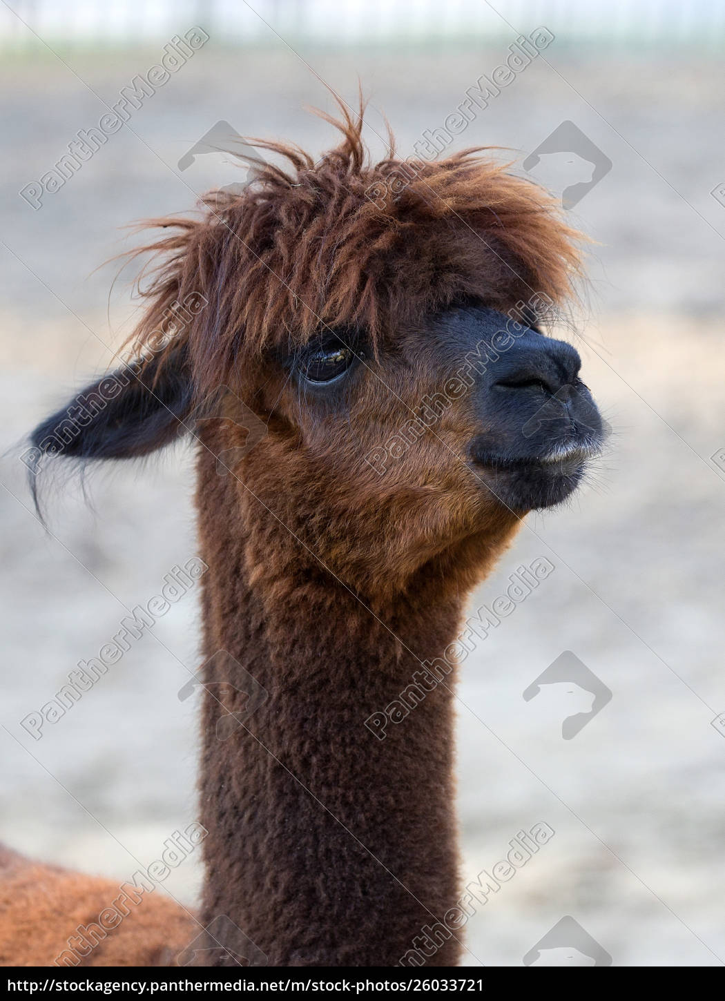 Brown Alpaca a portrait Royalty free image 26033721