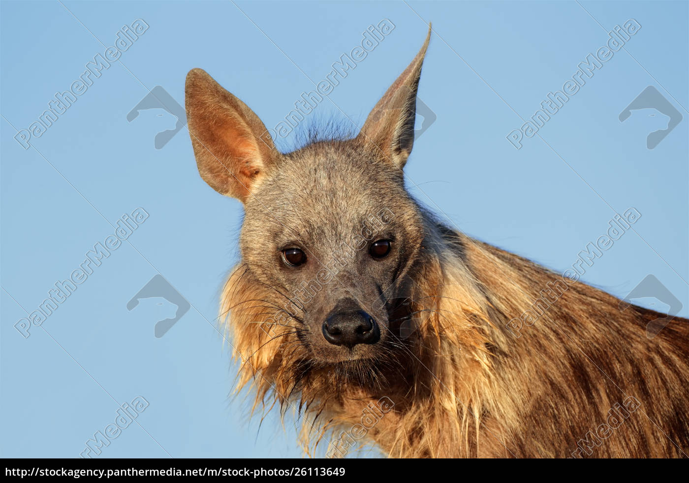 Hyena brown