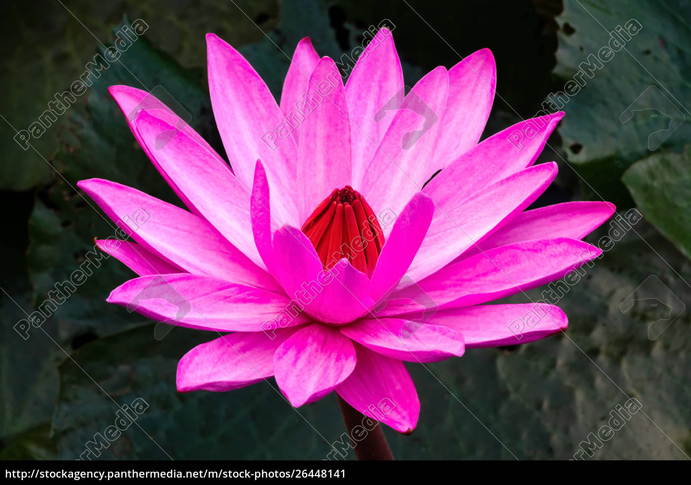 lotus-flower-information-in-hindi-best-flower-site